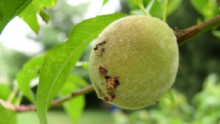 irta plagas ciclo biologico